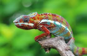 Their wide variety of colors, fused toes, individually rotating eyes, projectile tongue, and prehensile tail are usually what attracts people to. Fun Chameleon Facts You Never Knew Were True Lovetoknow