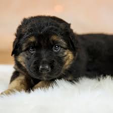 We're going to connect you with awesome businesses and breeders all. 1 German Shepherd Puppies For Sale In Maryland Uptown