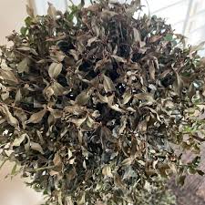 Image result for Syzygium owariense