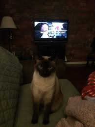 Find honest and helpful reviews for catgenie sanisolution 120 smartcartridge at chewy.com. Catgenie Sanisolution 120 Fresh Scent Cartridge Petco