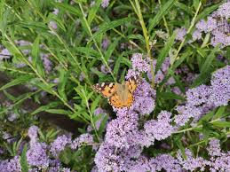 Image result for Komule střídavolisté