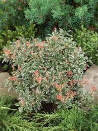 More images for pieris japonica white rim » Pieris Japonica White Rim Media Database