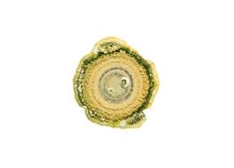 Image result for Erythrococca trichogyne