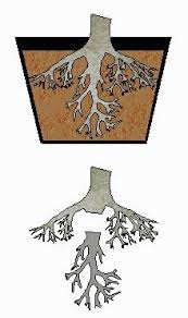 The Bonsai Primer The Roots Bonsai Tree Bonsai Techniques Bonsai Art