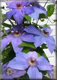 In early spring, prune out the dead wood. Clematis On The Web Clematis Detail