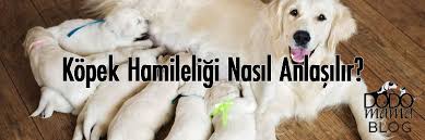 Kopek Hamileligi Nasil Anlasilir