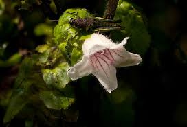 Image result for Acanthopale pubescens