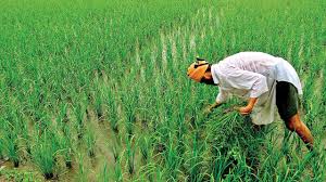 Pradhan mantri kisan samman nidhi scheme 2020 @ pmkisan.nic.in | pm kisan application form, eligibility, beneficiary list: Pm Kisan Samman Nidhi 8th Installment How To Check Your Name Status On Pm Ksny Beneficiary List