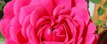 Catalog sku number of the notation is 97902. English Rose Austin Rose Rosa Benjamin Britten