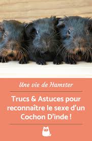 Epingle Sur Cochon D Inde Hamster
