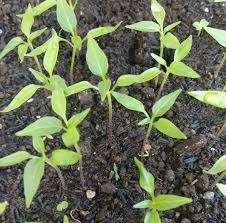 Ada yang memulai sebagai hobi baru, ada pula yang berkebun untuk bisa menopang kebutuhan pangan rumah tangga. Cara Menanam Cabai Di Pekarangan Rumah Dan Tips Merawatnya Budidayapetani