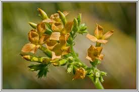 Image result for Kalanchoe glaucescens