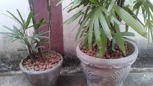 Coloque cascalhos no fundo do vaso para facilitar a. Palmeira Raphis Como Cuidar Facil E Pratica Youtube