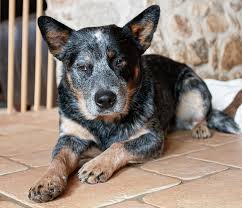 Believed to have been developed in the middle of 19th century in australia, this breed of dog was bred to herd the cattle in the rough inland terrains of the country. Blue Heeler Breed Information A Guide To The Australian Cattle Dog