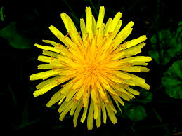 If you did not get dandelion is a perennial that can produce multiple flowers. Herb Of The Month Dandelion The Herb Shoppe Pharmacy Portland Oregon