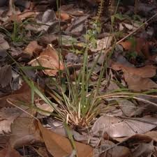Image result for Craterispermum schweinfurthii