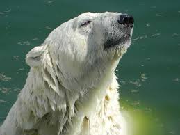 free image on pixabay white bear animals bear pictures bear photos bear