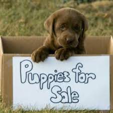 Dining in lafayette, lafayette parish: Pets For Sale Free Wanted In Shreveport Bossier Home Facebook