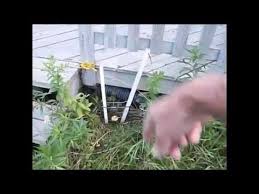 Groundhogs can cause a lot of damage to a property, eating plants, chewing wires and burrowing beneath concrete slabs. Trapping A Groundhog Warning Death And Destruction Herein Youtube