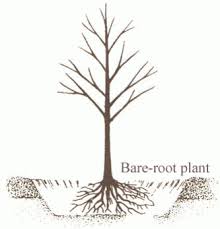 Check spelling or type a new query. Over The Garden Fence Planting Bare Root Fruit And Nut Trees Sierra News Online