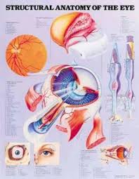 Structural Anatomy Of The Eye Anatomical Chart Anatomical