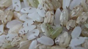 you may be eating bugs with your rice