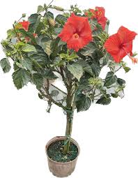 Image result for Hibiscus kirkii