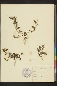 Image result for Spermacoce ocymoides