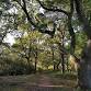 Ancient pollard walk - West Wickham Common