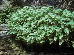Image result for Adiantum capillus-veneris