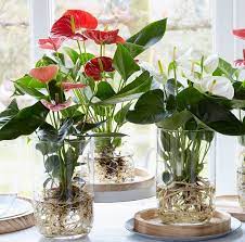 Untuk tanaman bunga hias, pemangkasan secara teratur perlu dilakukan untuk mengurangi daun atau cabang. 10 Tanaman Hias Indoor Untuk Luasan Rumah Mungil
