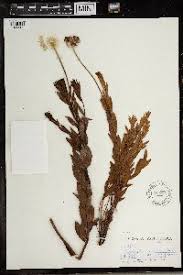 Image result for Gnidia goetzeana