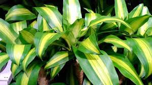 Luckily the corn plant is very resilient and can usually recover with a little care. Dracaena Fragrans Corn Plant Guide Our House Plants