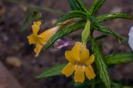 We did not find results for: Plant Of The Month Sticky Monkey Flower