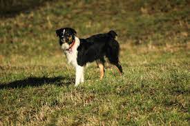 Disponibili 2 maschi black tricolor nbt 15 gennaio 2016. Der Nbt Rhine River Aussies