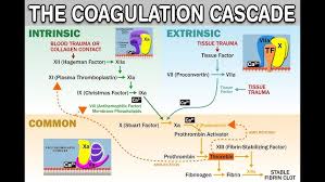 Image result for Anticoagulation Pathway