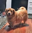 Golden Retriever Dog Breed Information - American Kennel Club