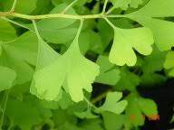 The reason being there was a possibility that it would reduce the sound of tinnitus. Jammu And Kashmir Medicinal Plants Introduction Centre Ginkgo Ginkgo Biloba L In Hindi India