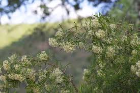 Image result for Nuxia oppositifolia
