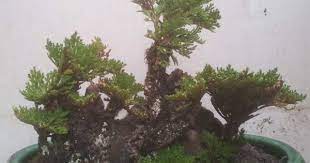 Aliexpress Com Buy 8 12cm Rare Nature Long Live Bonsai Selaginella Lepidophylla Rose Of Jericho Resurrection Plant Revive Grass Antican Plants Bonsai Grass