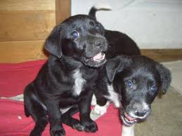 Shollie german shepherd dog/border collie mixed dog breed information, including pictures, characteristics, and facts. Adorable Black Lab Border Collie Mix Puppies For Sale In Sparta Michigan Classified Americanlisted Com