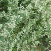 Image result for Aerva javanica