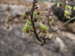 Image result for Polystachya tenuissima