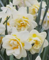 Narcissus Manly Flowers Narcissus Flower Narcissus