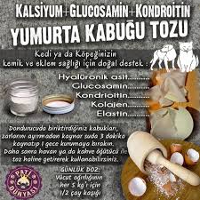 Kopek Sagligi Pati Dunyasi