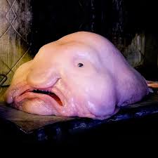 [Image: images?q=tbn:ANd9GcQjYFZ1nETjGcSA0SVHK4j...R5Y0M9nMh4]