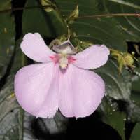 Image result for Stemodiopsis buchananii