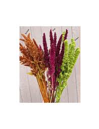 Image result for Amaranthus