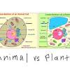 In the vacuole, the plant stores nutrients, as well as toxic. Https Encrypted Tbn0 Gstatic Com Images Q Tbn And9gct9yqgw9jl9lmmbr8tm1vwgw8flbiqgfpdl3qskw6egymt4tx3c Usqp Cau