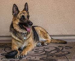 It will save you thousands more. Phoenix Az German Shepherd Dog Meet Jameson A Pet For Adoption